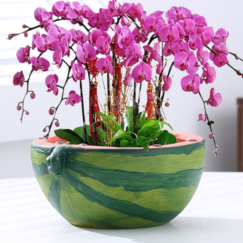 Cute Watermelon Terracotta Planter for Succulents