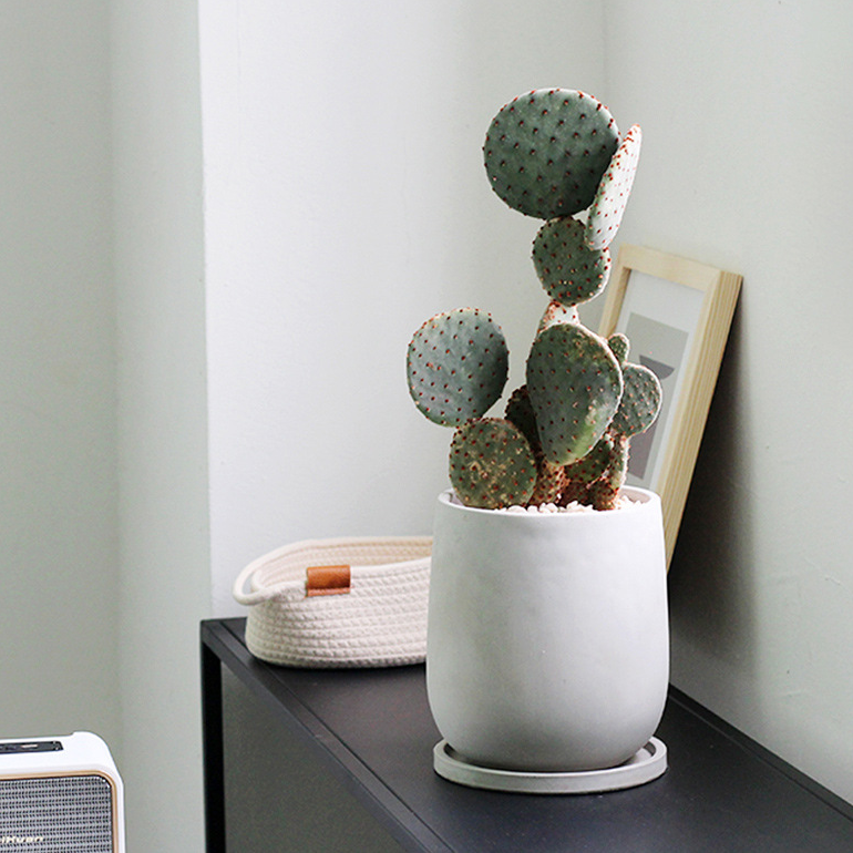 Minimalist Cement Planter with Tray