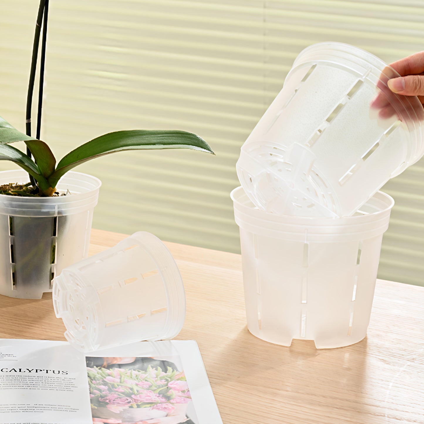 Pack 5.12" Translucent Orchid Pots with Drainage and Airflow
